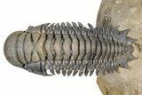 Large, Flying Crotalocephalina Trilobite - Lghaft, Morocco #381464-1